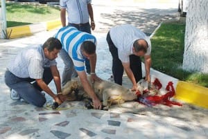 Çorum Belediyespor (2)