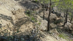 osmancık ağaçlandırma (5)