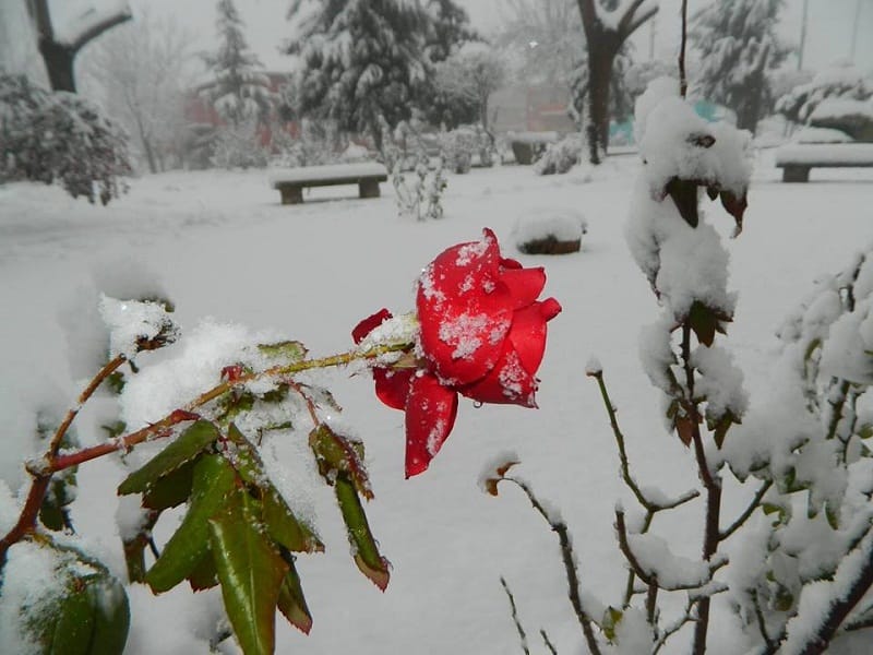 dodurga kar yagışı (3)