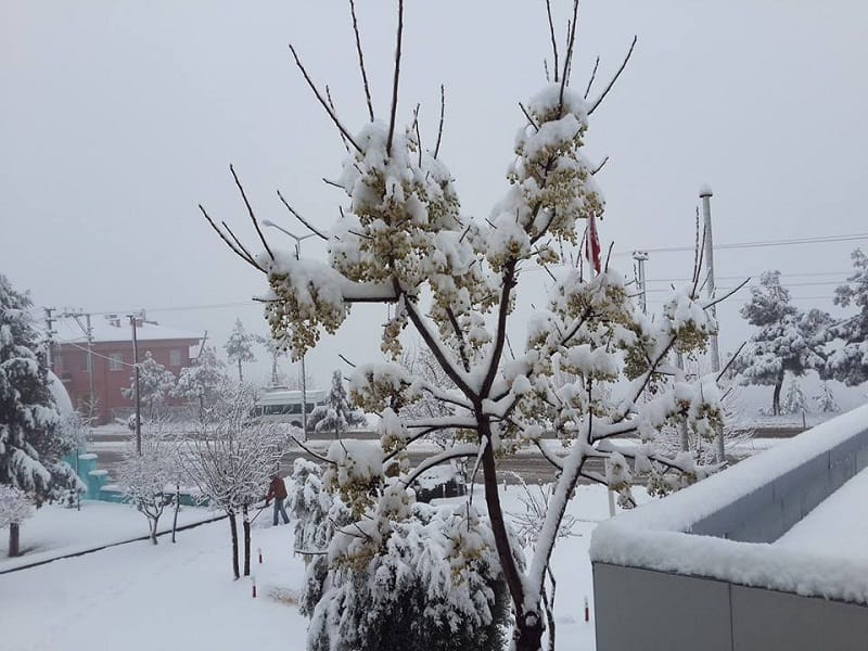 dodurga kar yagışı (4)