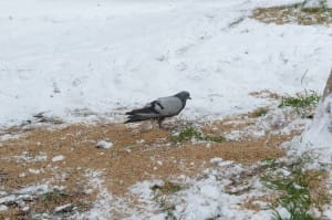 hayvanlara_yemek_yem (3)