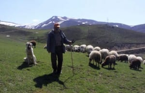 COBAN BULAMAYAN KOYLULER, KEPENEGI NOBETLESE GIYIYOR