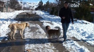 aç kalan köpekler tavukları yedi çorum (3)