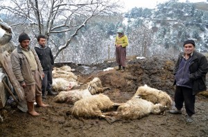 ÇORUM?DA TOPLU HAYVAN ÖLÜMLER? OSMANCIK ?LÇES?NDE B?R ÜRET?C? YAPILAN A?IDAN SONRA 100 KÜÇÜKBA? HAYVANININ ÖLDÜ?ÜNÜ ?DD?A ETT? ?LÇE TARIM MÜDÜRLÜ?Ü HAYVANLARDAN ALDI?I NUMUNEY? ?NCELENMES? ?Ç?N ANKARA'YA GÖNDERD? HAYVANLARIN ÖLÜM SEBEB? VE BULA?ICI HASTALIK TA?IYIP TA?IMADIKLARI HENÜZ BEL?RLENEMED? VETER?NER HEK?M ÖZKAN UYSALER: "ÖLÜMLER?N A?IDAN OLDU?UNU DÜ?ÜNMÜYORUM"