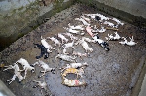 ÇORUM?DA TOPLU HAYVAN ÖLÜMLER? OSMANCIK ?LÇES?NDE B?R ÜRET?C? YAPILAN A?IDAN SONRA 100 KÜÇÜKBA? HAYVANININ ÖLDÜ?ÜNÜ ?DD?A ETT? ?LÇE TARIM MÜDÜRLÜ?Ü HAYVANLARDAN ALDI?I NUMUNEY? ?NCELENMES? ?Ç?N ANKARA'YA GÖNDERD? HAYVANLARIN ÖLÜM SEBEB? VE BULA?ICI HASTALIK TA?IYIP TA?IMADIKLARI HENÜZ BEL?RLENEMED? VETER?NER HEK?M ÖZKAN UYSALER: "ÖLÜMLER?N A?IDAN OLDU?UNU DÜ?ÜNMÜYORUM"