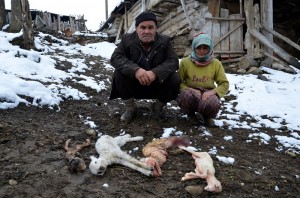 ÇORUM?DA TOPLU HAYVAN ÖLÜMLER? OSMANCIK ?LÇES?NDE B?R ÜRET?C? YAPILAN A?IDAN SONRA 100 KÜÇÜKBA? HAYVANININ ÖLDÜ?ÜNÜ ?DD?A ETT? ?LÇE TARIM MÜDÜRLÜ?Ü HAYVANLARDAN ALDI?I NUMUNEY? ?NCELENMES? ?Ç?N ANKARA'YA GÖNDERD? HAYVANLARIN ÖLÜM SEBEB? VE BULA?ICI HASTALIK TA?IYIP TA?IMADIKLARI HENÜZ BEL?RLENEMED? VETER?NER HEK?M ÖZKAN UYSALER: "ÖLÜMLER?N A?IDAN OLDU?UNU DÜ?ÜNMÜYORUM"