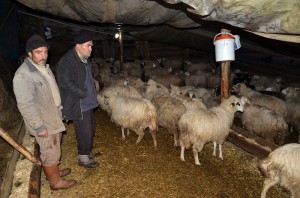 ÇORUM?DA TOPLU HAYVAN ÖLÜMLER? OSMANCIK ?LÇES?NDE B?R ÜRET?C? YAPILAN A?IDAN SONRA 100 KÜÇÜKBA? HAYVANININ ÖLDÜ?ÜNÜ ?DD?A ETT? ?LÇE TARIM MÜDÜRLÜ?Ü HAYVANLARDAN ALDI?I NUMUNEY? ?NCELENMES? ?Ç?N ANKARA'YA GÖNDERD? HAYVANLARIN ÖLÜM SEBEB? VE BULA?ICI HASTALIK TA?IYIP TA?IMADIKLARI HENÜZ BEL?RLENEMED? VETER?NER HEK?M ÖZKAN UYSALER: "ÖLÜMLER?N A?IDAN OLDU?UNU DÜ?ÜNMÜYORUM"