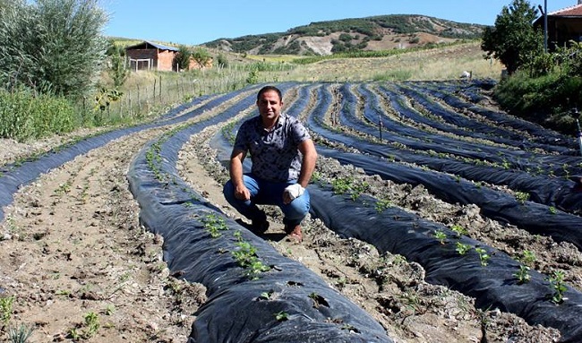 TARIMSAL ALTERNATİF ÇİLEK EKTİLER