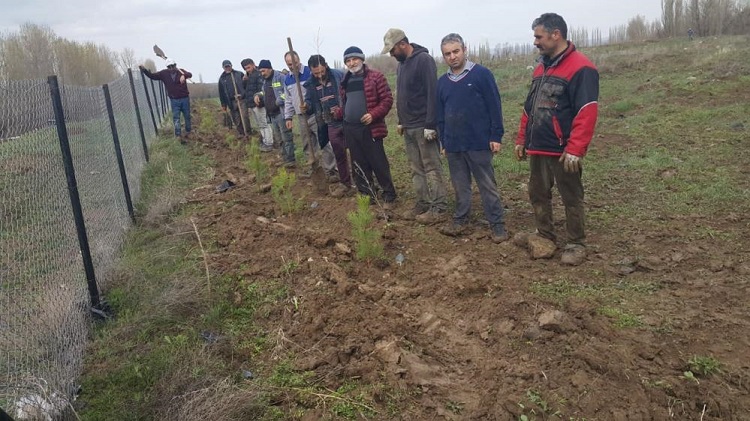 Köy derneği 2 bin adet fidan dikti