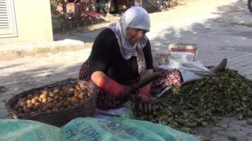 Çorum’da ceviz hasadı başladı