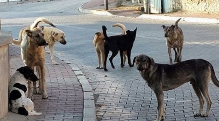 Çorum’da sokak köpekleri toplanacak