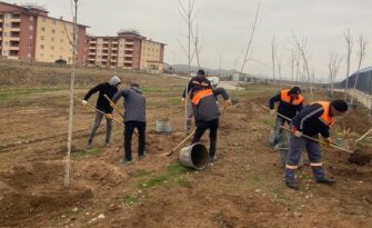 Daha yeşil Sungurlu için ağaç diktiler