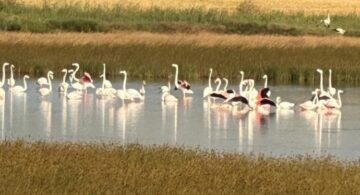 Çorum’da ilk kez flamingo görüldü!