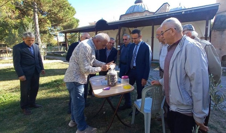 İmaret Camii bahçesinde zeytin hasadı