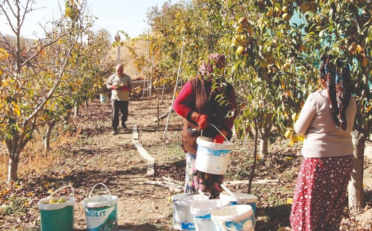 Deveci armudunda hasat zamanı