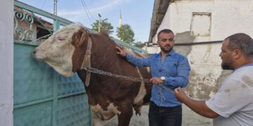 Çiftliğin gözdesi Paşa alıcısını bekliyor