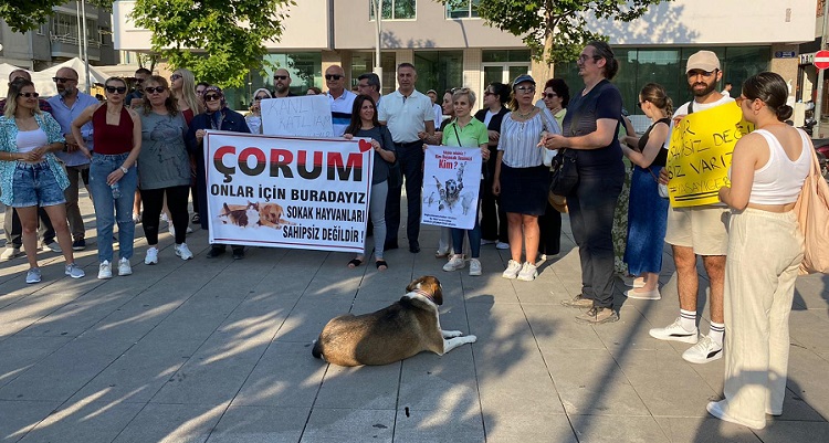 Sokak köpekleri için eylem yaptılar