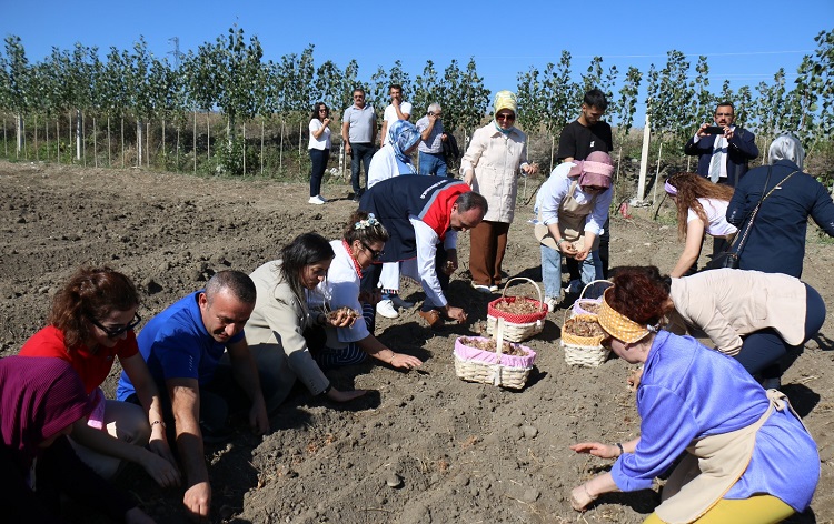 Çorum’da dünyanın en pahalı bitkisi ekildi