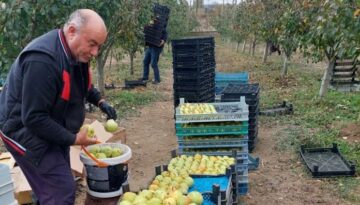 Deveci armudunun hasadı başladı