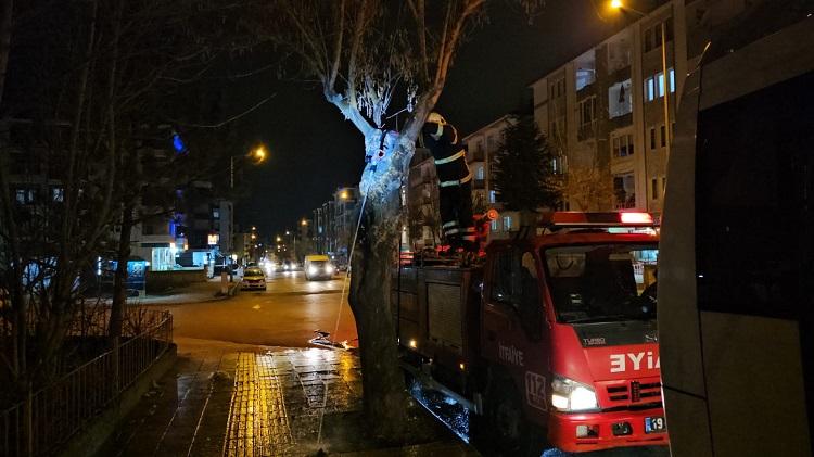 Gövdesi yanan ağaç söndürüldü