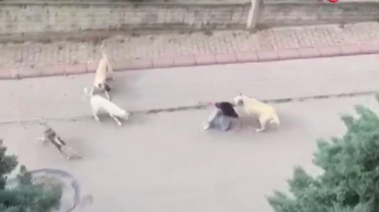 Köpeklerin saldırdığı öğrenci yaralandı